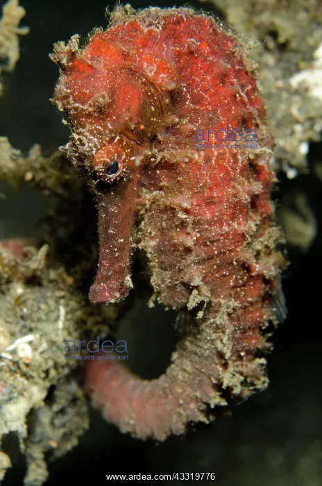 : Estuary Seahorse : Estuary Seahorse