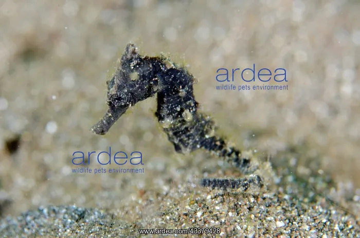 : Estuary Seahorse : Estuary Seahorse