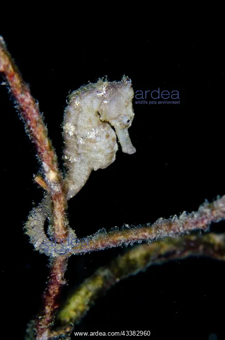: Estuary Seahorse : Estuary Seahorse