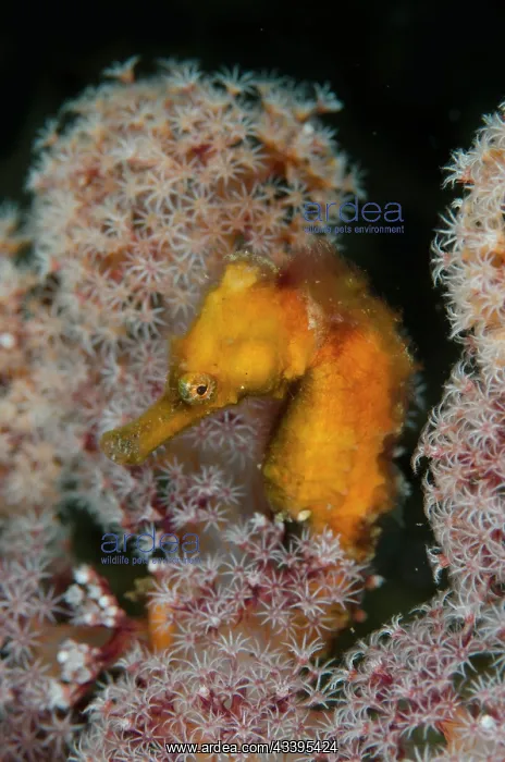 : Estuary Seahorse : Estuary Seahorse