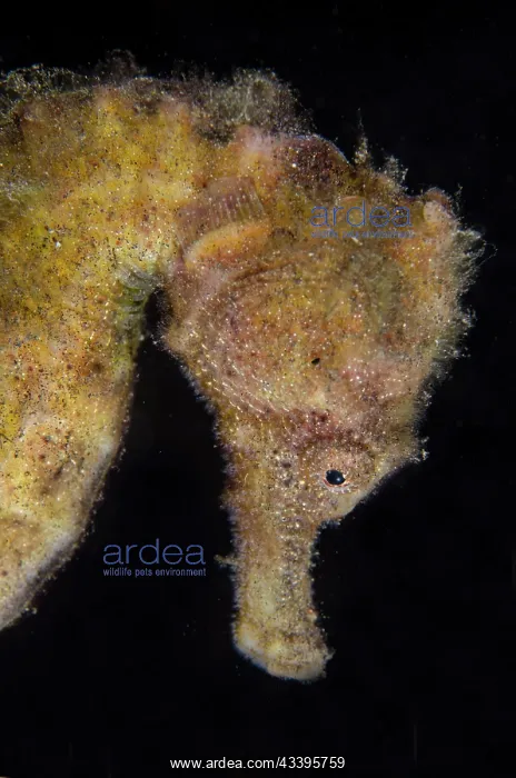 : Estuary Seahorse : Estuary Seahorse