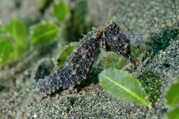 : Estuary Seahorse - Melasti dive site, Amed, Karangasem : Estuary Seahorse - Melasti dive site, Amed, Karangasem
