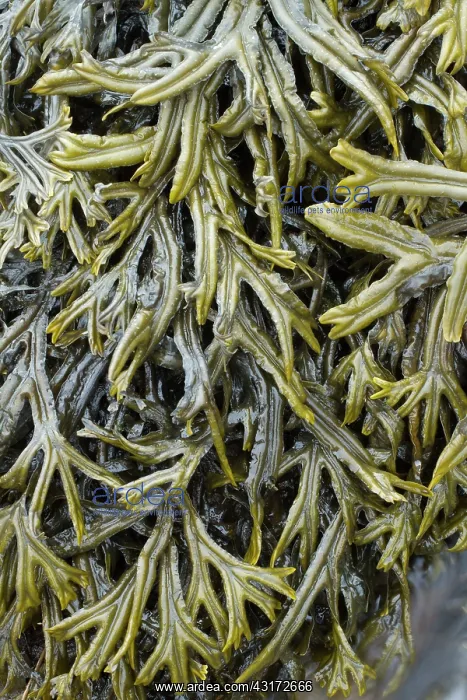 : Estuary wrack. Aber Benoet, Saint-Pabu, Finistere : Estuary wrack. Aber Benoet, Saint-Pabu, Finistere