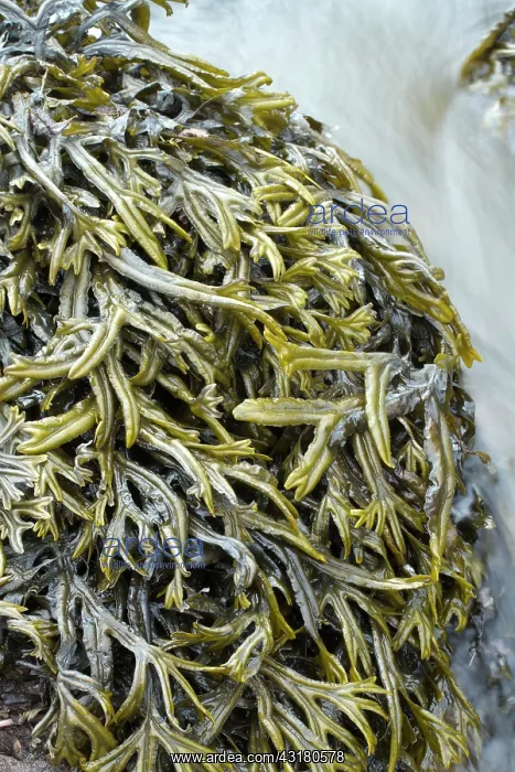 : Estuary wrack. Aber Benoet, Saint-Pabu, Finistere : Estuary wrack. Aber Benoet, Saint-Pabu, Finistere