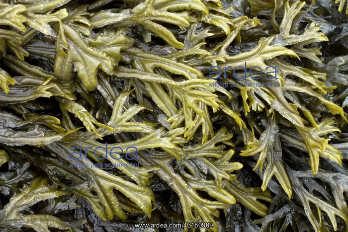: Estuary wrack. Aber Benoet, Saint-Pabu, Finistere : Estuary wrack. Aber Benoet, Saint-Pabu, Finistere