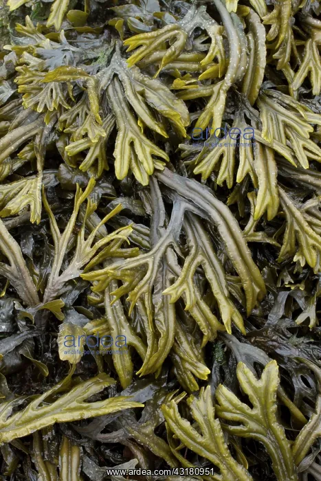 : Estuary wrack. Aber Benoet, Saint-Pabu, Finistere : Estuary wrack. Aber Benoet, Saint-Pabu, Finistere