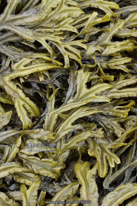: Estuary wrack. Aber Benoet, Saint-Pabu, Finistere : Estuary wrack. Aber Benoet, Saint-Pabu, Finistere