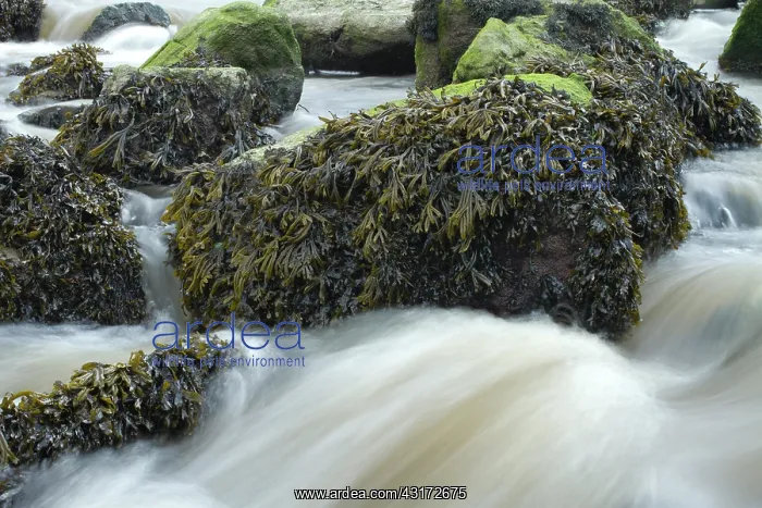  : Estuary wrack. Stream meetting the Aber Benoet