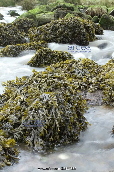 : Estuary wrack. Stream meetting the Aber Benoet : Estuary wrack. Stream meetting the Aber Benoet