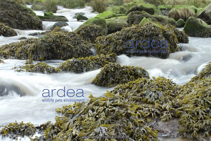 : Estuary wrack. Stream meetting the Aber Benoet : Estuary wrack. Stream meetting the Aber Benoet