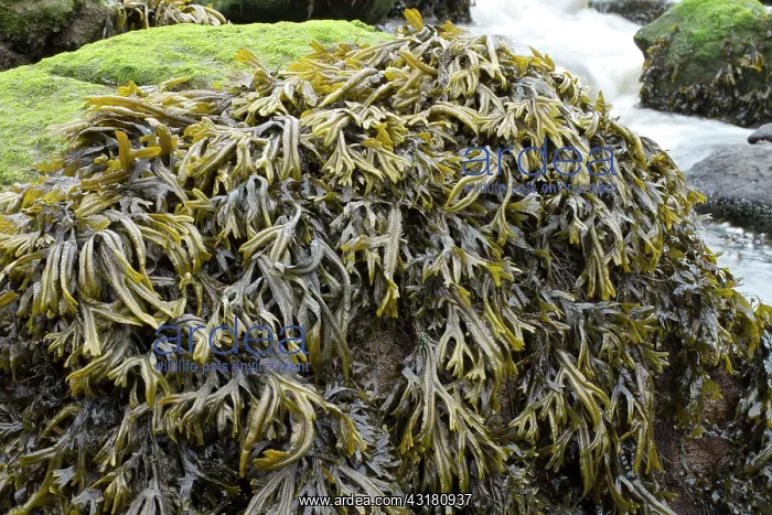 : Estuary wrack. Stream meetting the Aber Benoet : Estuary wrack. Stream meetting the Aber Benoet