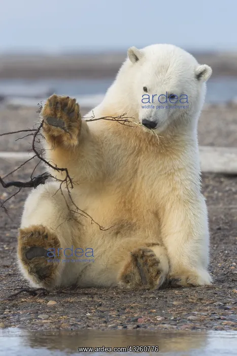 : Etats Unis, Alaska, Refuge faunique national arctique : Etats Unis, Alaska, Refuge faunique national arctique