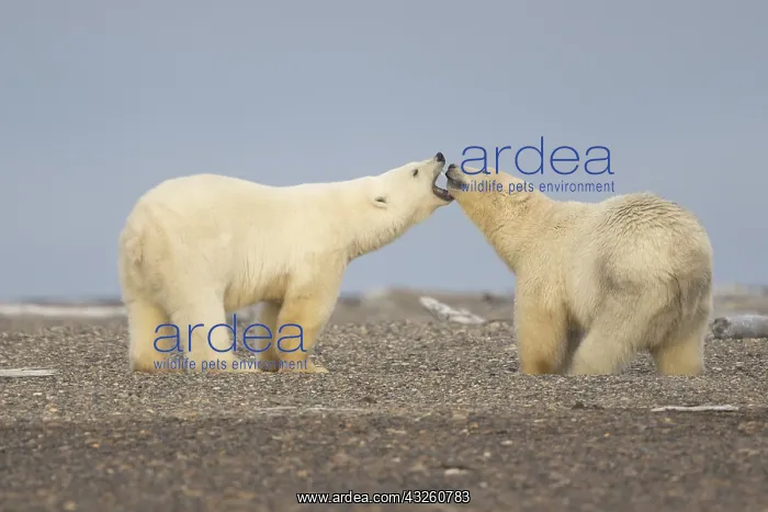 : Etats Unis, Alaska, Refuge faunique national arctique : Etats Unis, Alaska, Refuge faunique national arctique