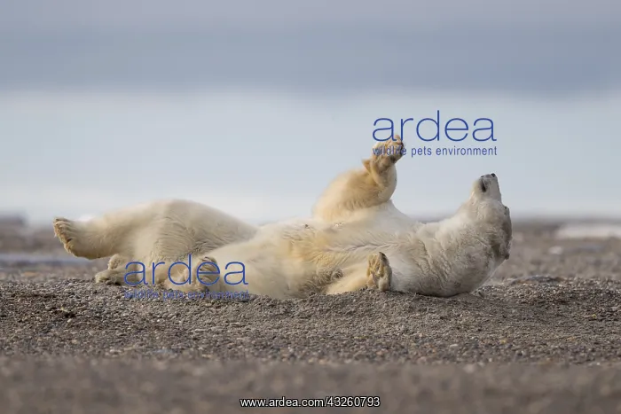 : Etats Unis, Alaska, Refuge faunique national arctique : Etats Unis, Alaska, Refuge faunique national arctique