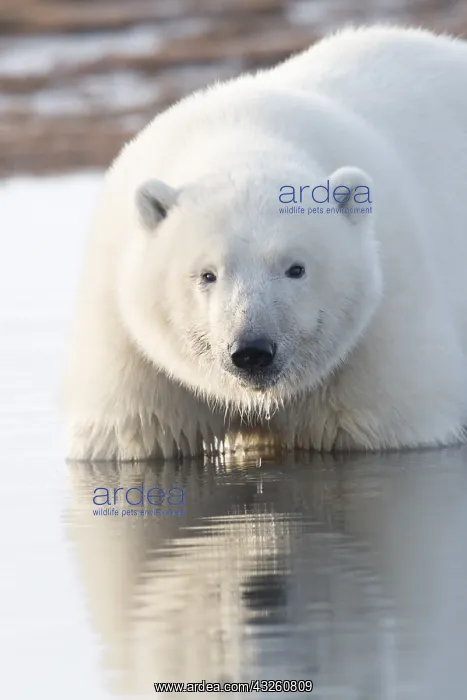 : Etats Unis, Alaska, Refuge faunique national arctique : Etats Unis, Alaska, Refuge faunique national arctique