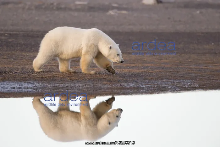 : Etats Unis, Alaska, Refuge faunique national arctique : Etats Unis, Alaska, Refuge faunique national arctique