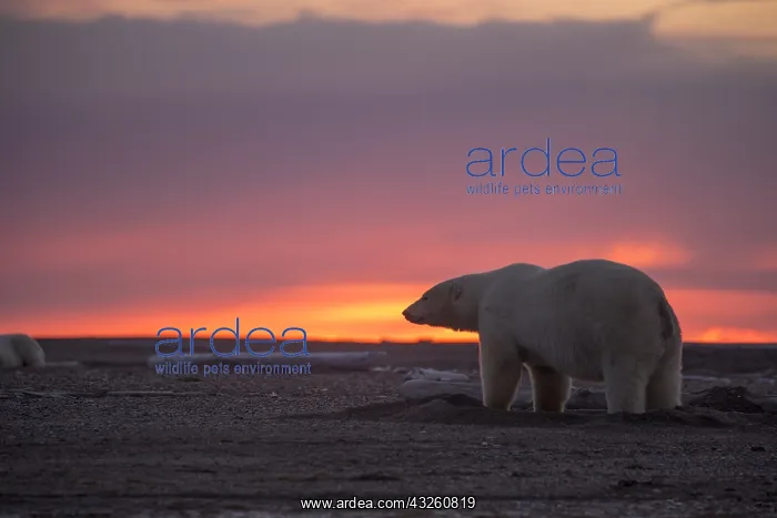 : Etats Unis, Alaska, Refuge faunique national arctique : Etats Unis, Alaska, Refuge faunique national arctique