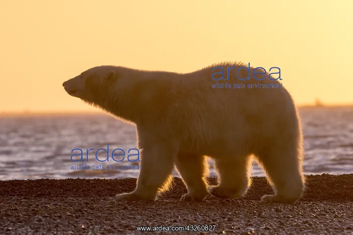 : Etats Unis, Alaska, Refuge faunique national arctique : Etats Unis, Alaska, Refuge faunique national arctique