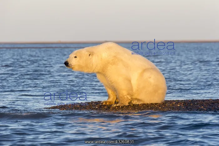 : Etats Unis, Alaska, Refuge faunique national arctique : Etats Unis, Alaska, Refuge faunique national arctique