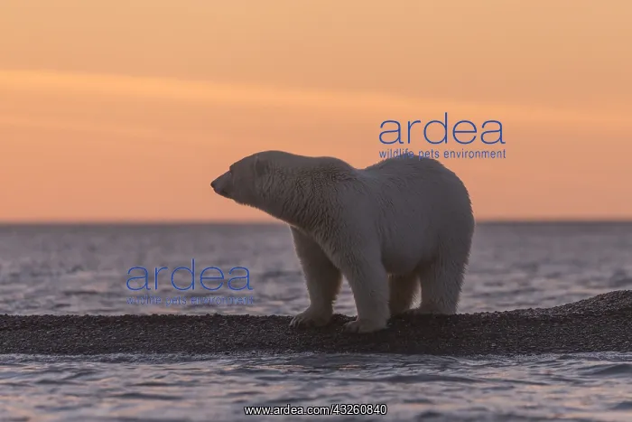  : Etats Unis, Alaska, Refuge faunique national arctique