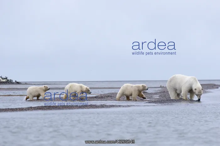 : Etats Unis, Alaska, Refuge faunique national arctique : Etats Unis, Alaska, Refuge faunique national arctique