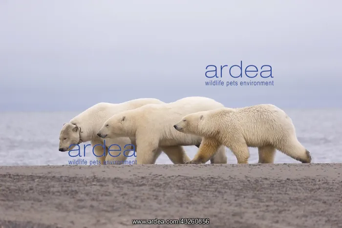 : Etats Unis, Alaska, Refuge faunique national arctique : Etats Unis, Alaska, Refuge faunique national arctique