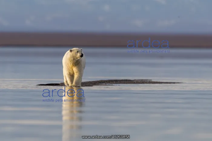 : Etats Unis, Alaska, Refuge faunique national arctique : Etats Unis, Alaska, Refuge faunique national arctique