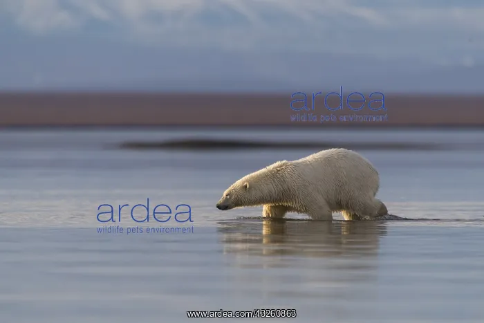 : Etats Unis, Alaska, Refuge faunique national arctique : Etats Unis, Alaska, Refuge faunique national arctique
