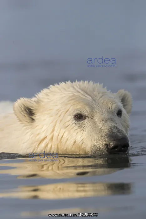 : Etats Unis, Alaska, Refuge faunique national arctique : Etats Unis, Alaska, Refuge faunique national arctique