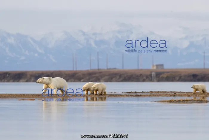 : Etats Unis, Alaska, Refuge faunique national arctique : Etats Unis, Alaska, Refuge faunique national arctique