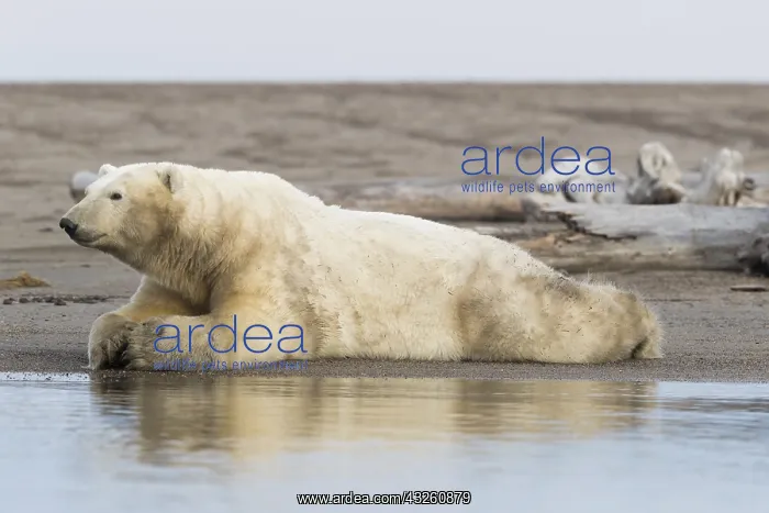 : Etats Unis, Alaska, Refuge faunique national arctique : Etats Unis, Alaska, Refuge faunique national arctique