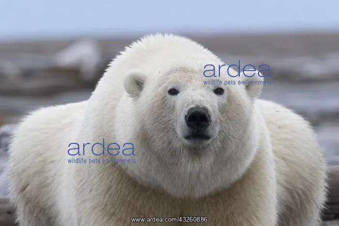: Etats Unis, Alaska, Refuge faunique national arctique : Etats Unis, Alaska, Refuge faunique national arctique