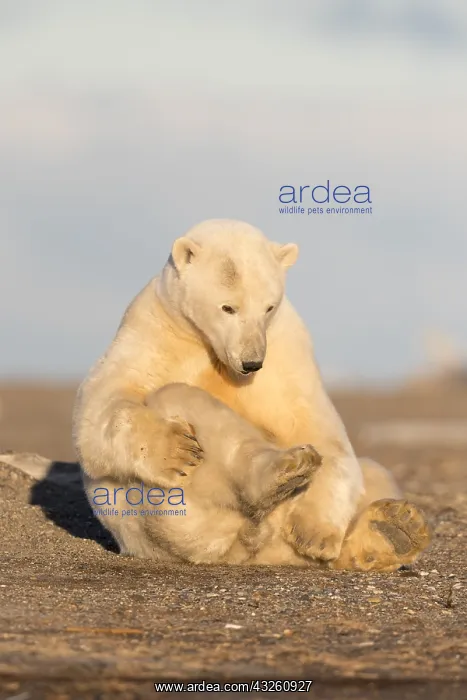 : Etats Unis, Alaska, Refuge faunique national arctique : Etats Unis, Alaska, Refuge faunique national arctique