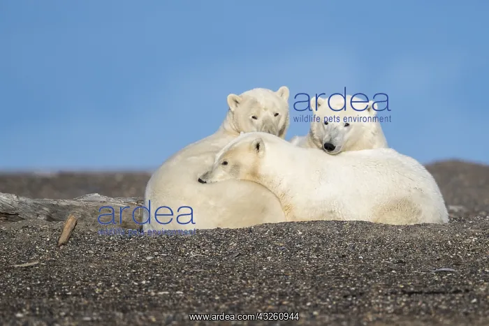 : Etats Unis, Alaska, Refuge faunique national arctique : Etats Unis, Alaska, Refuge faunique national arctique