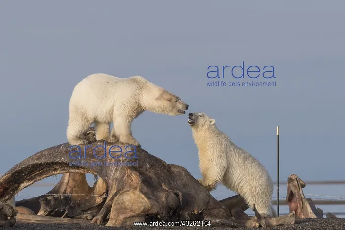 : Etats Unis, Alaska, Refuge faunique national arctique : Etats Unis, Alaska, Refuge faunique national arctique