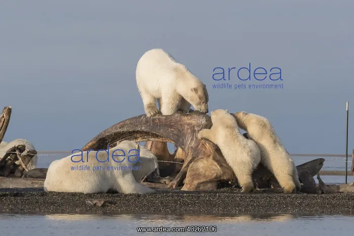 : Etats Unis, Alaska, Refuge faunique national arctique : Etats Unis, Alaska, Refuge faunique national arctique
