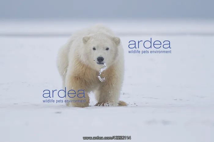 : Etats Unis, Alaska, Refuge faunique national arctique : Etats Unis, Alaska, Refuge faunique national arctique