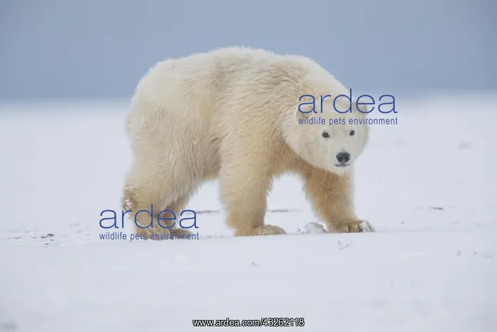 : Etats Unis, Alaska, Refuge faunique national arctique : Etats Unis, Alaska, Refuge faunique national arctique