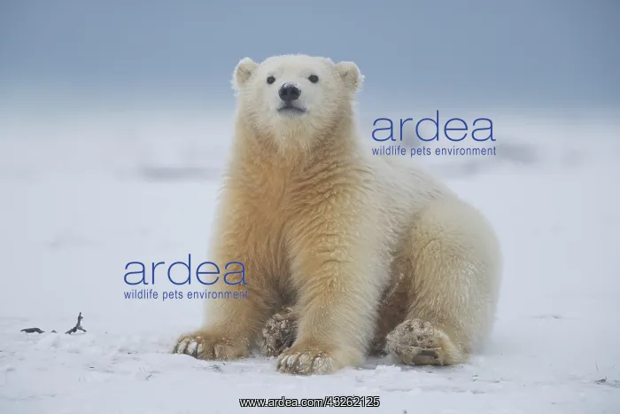 : Etats Unis, Alaska, Refuge faunique national arctique : Etats Unis, Alaska, Refuge faunique national arctique