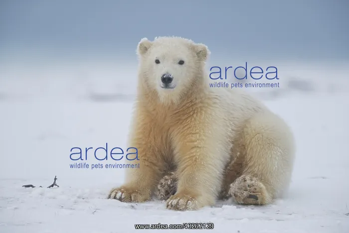  : Etats Unis, Alaska, Refuge faunique national arctique