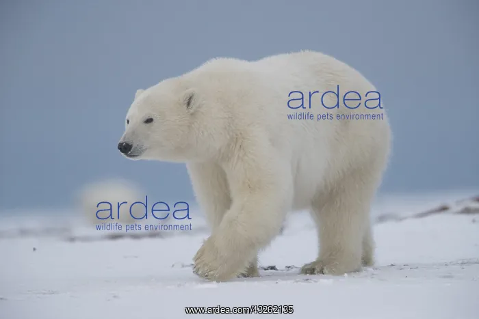 : Etats Unis, Alaska, Refuge faunique national arctique : Etats Unis, Alaska, Refuge faunique national arctique