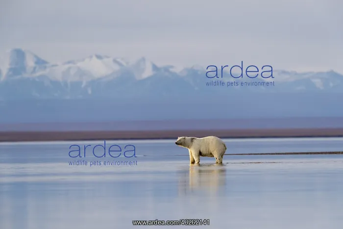 : Etats Unis, Alaska, Refuge faunique national arctique : Etats Unis, Alaska, Refuge faunique national arctique