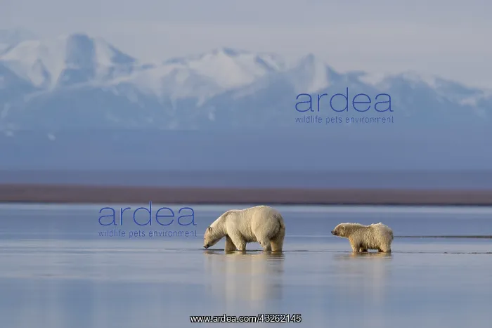 : Etats Unis, Alaska, Refuge faunique national arctique : Etats Unis, Alaska, Refuge faunique national arctique