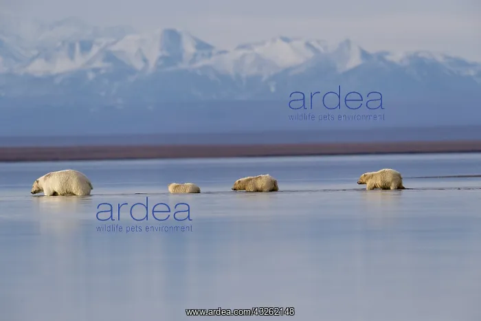 : Etats Unis, Alaska, Refuge faunique national arctique : Etats Unis, Alaska, Refuge faunique national arctique