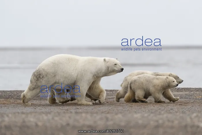 : Etats Unis, Alaska, Refuge faunique national arctique : Etats Unis, Alaska, Refuge faunique national arctique