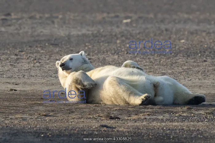  : Etats Unis, Alaska, Refuge faunique national arctique