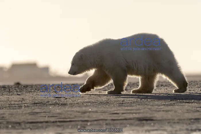 : Etats Unis, Alaska, Refuge faunique national arctique : Etats Unis, Alaska, Refuge faunique national arctique