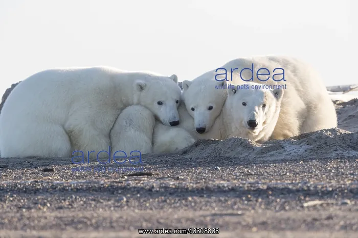 : Etats Unis, Alaska, Refuge faunique national arctique : Etats Unis, Alaska, Refuge faunique national arctique