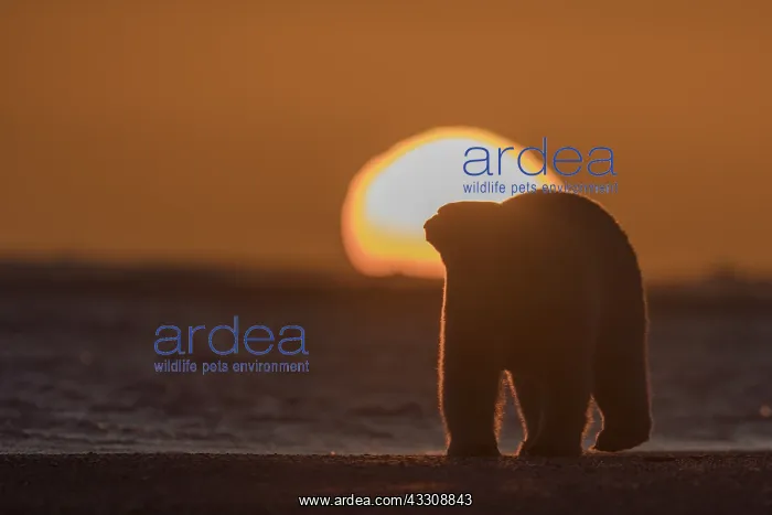 : Etats Unis, Alaska, Refuge faunique national arctique : Etats Unis, Alaska, Refuge faunique national arctique