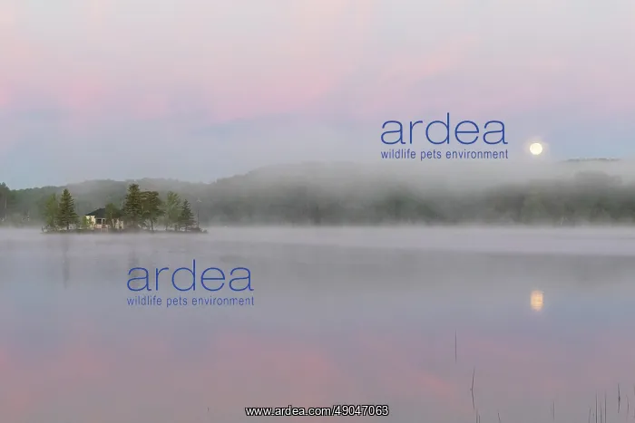 : LAKE. Etats Unis, Michigan, lac dans la brume du matin / / United States : LAKE. Etats Unis, Michigan, lac dans la brume du matin / / United States